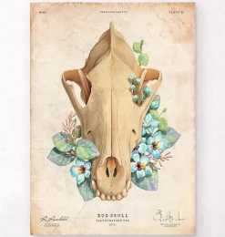 Codex Anatomicus Animal Anatomy^Dog skull - Floral - Vintage