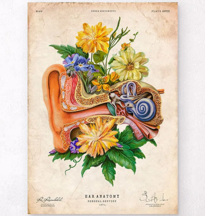 Codex Anatomicus Various Organs^Ear anatomy - Floral - Vintage