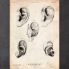 Codex Anatomicus Various Organs^Ear anatomy print