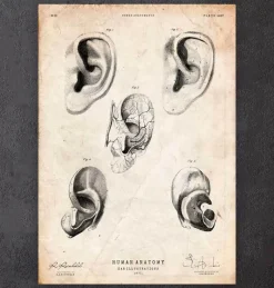Codex Anatomicus Various Organs^Ear anatomy print