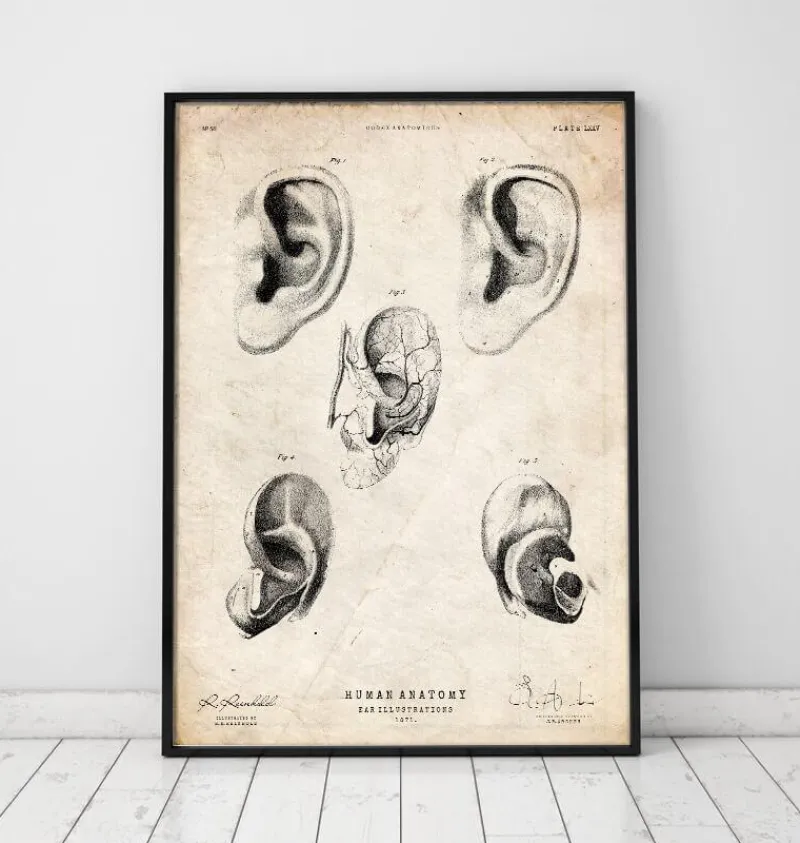 Codex Anatomicus Various Organs^Ear anatomy print