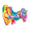 Codex Anatomicus Stickers^Ear anatomy sticker - Watercolor Splash
