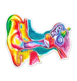 Codex Anatomicus Stickers^Ear anatomy sticker - Watercolor Splash