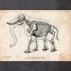 Codex Anatomicus Animal Anatomy^Elephant anatomy print