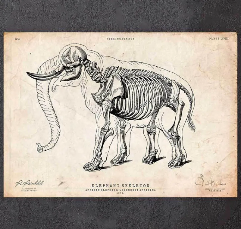 Codex Anatomicus Animal Anatomy^Elephant anatomy print