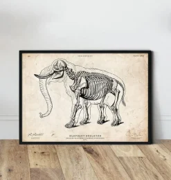 Codex Anatomicus Animal Anatomy^Elephant anatomy print