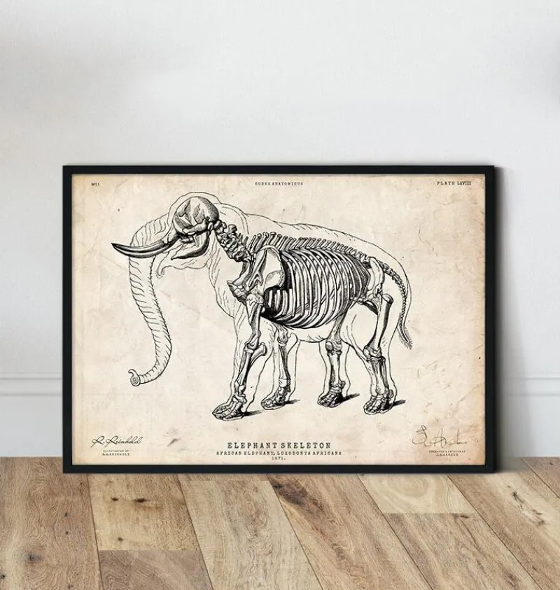 Codex Anatomicus Animal Anatomy^Elephant anatomy print