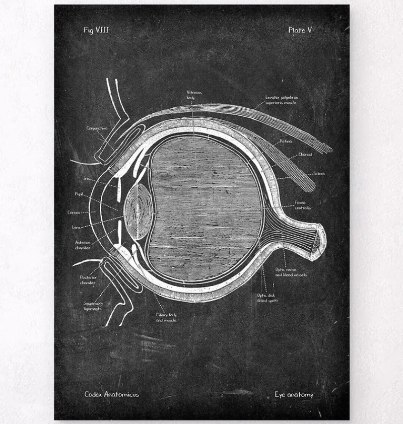 Codex Anatomicus Various Organs^Eye anatomy - Chalkboard