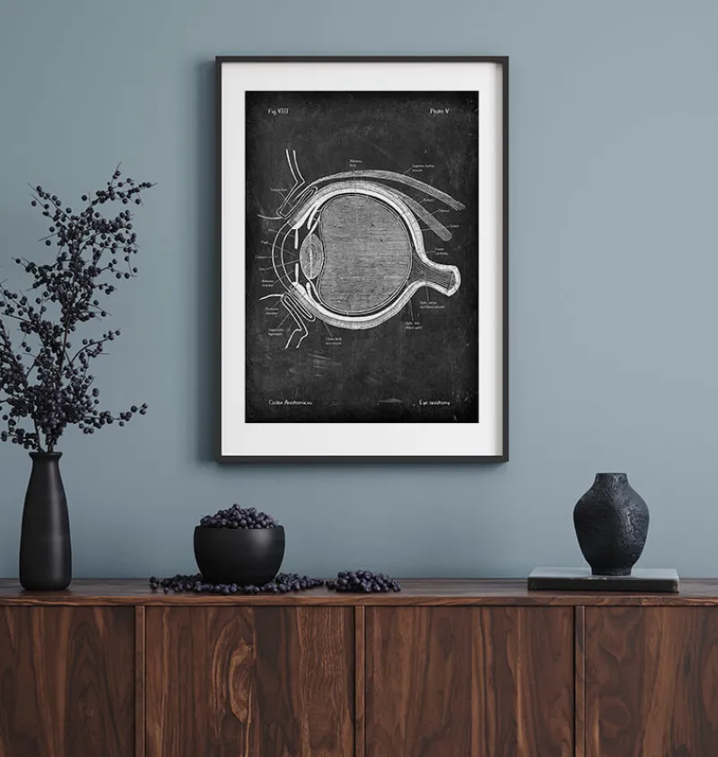 Codex Anatomicus Various Organs^Eye anatomy - Chalkboard