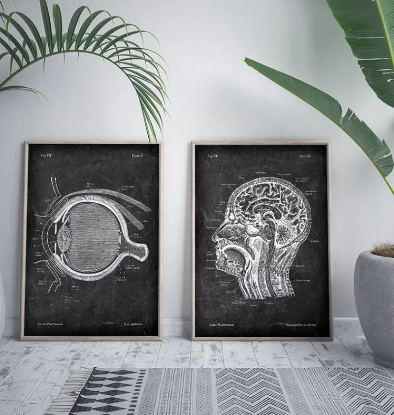 Codex Anatomicus Various Organs^Eye anatomy - Chalkboard