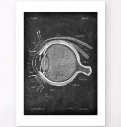 Codex Anatomicus Various Organs^Eye anatomy - Chalkboard
