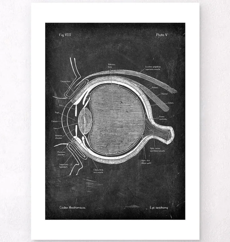 Codex Anatomicus Various Organs^Eye anatomy - Chalkboard