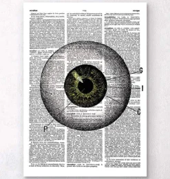 Codex Anatomicus Various Organs^Eye anatomy - Dictionary page