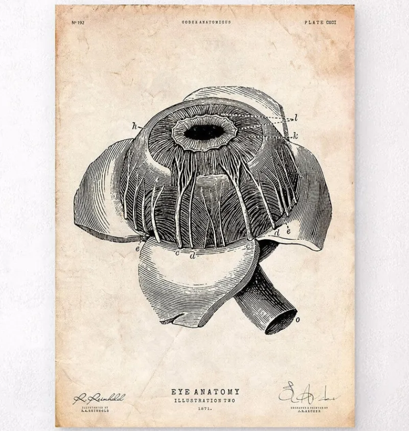 Codex Anatomicus Various Organs^Eye anatomy poster