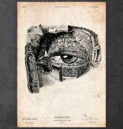 Codex Anatomicus Various Organs^Eye anatomy print