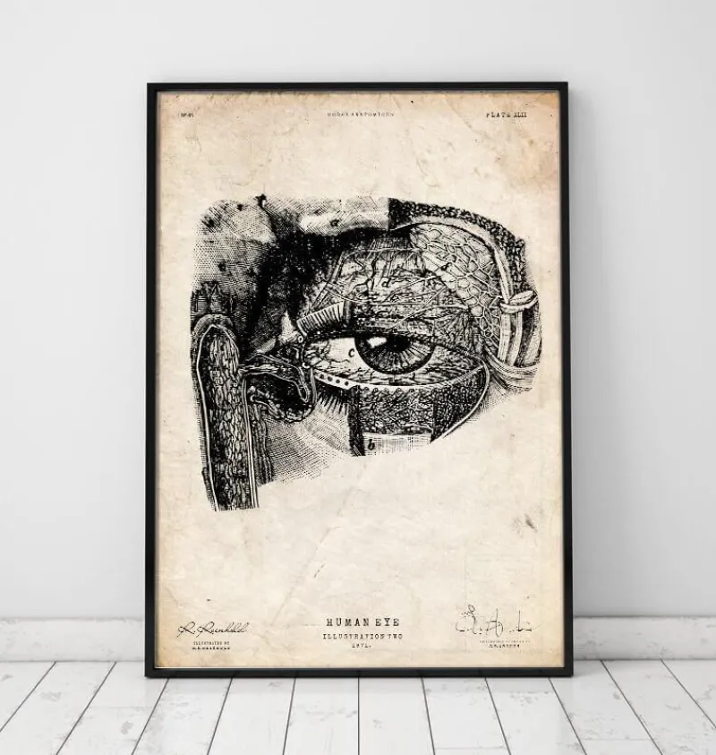 Codex Anatomicus Various Organs^Eye anatomy print