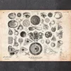 Codex Anatomicus Various Organs^Eye anatomy print II