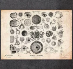 Codex Anatomicus Various Organs^Eye anatomy print II