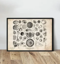Codex Anatomicus Various Organs^Eye anatomy print II