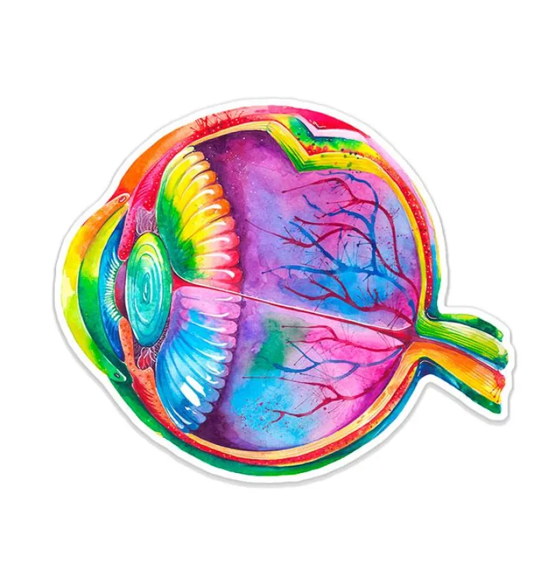 Codex Anatomicus Stickers^Eye anatomy sticker - Watercolor Splash
