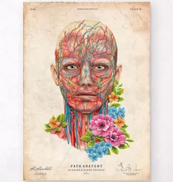 Codex Anatomicus Head & Face^Face anatomy - Floral - Vintage