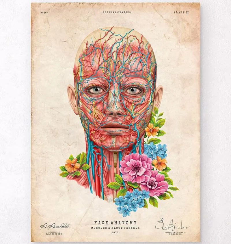 Codex Anatomicus Head & Face^Face anatomy - Floral - Vintage