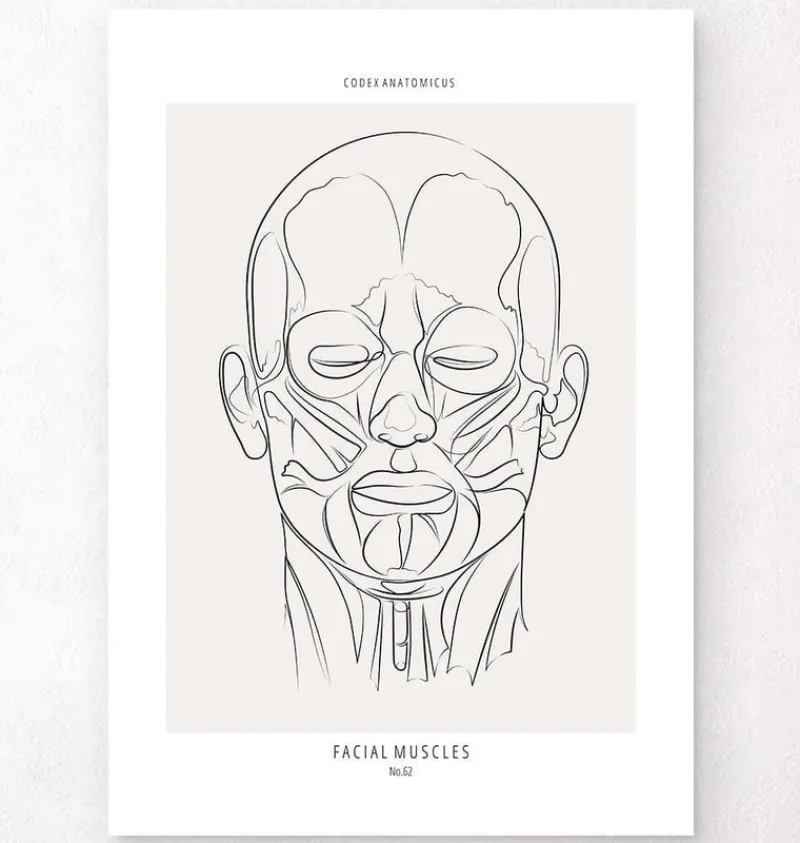 Codex Anatomicus Head & Face^Face muscles anatomy - Line Art