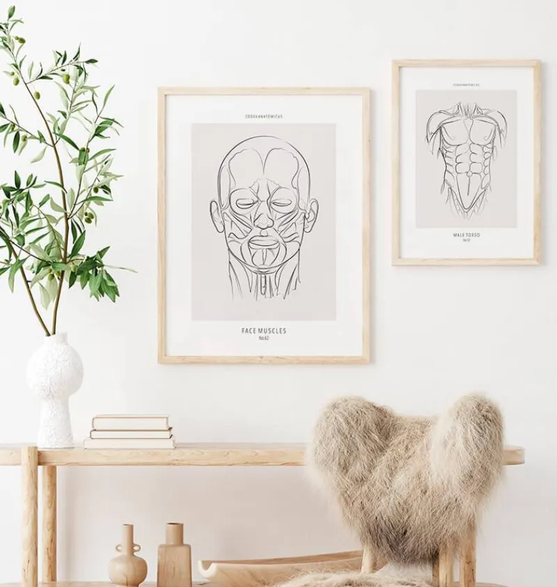 Codex Anatomicus Head & Face^Face muscles anatomy - Line Art