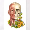 Codex Anatomicus Head & Face^Facial muscles anatomy - Floral - White