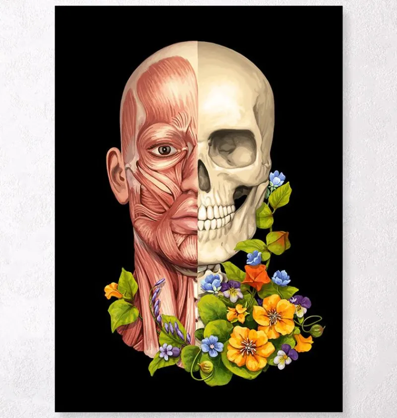 Codex Anatomicus Head & Face^Facial muscles anatomy - Floral - Black