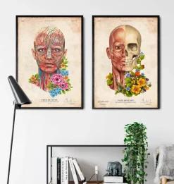 Codex Anatomicus Head & Face^Facial muscles anatomy - Floral - Vintage