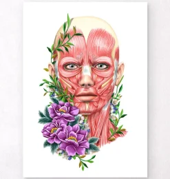 Codex Anatomicus Head & Face^Facial muscles anatomy II - Floral - White