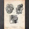 Codex Anatomicus Head & Face^Facial muscles anatomy print III