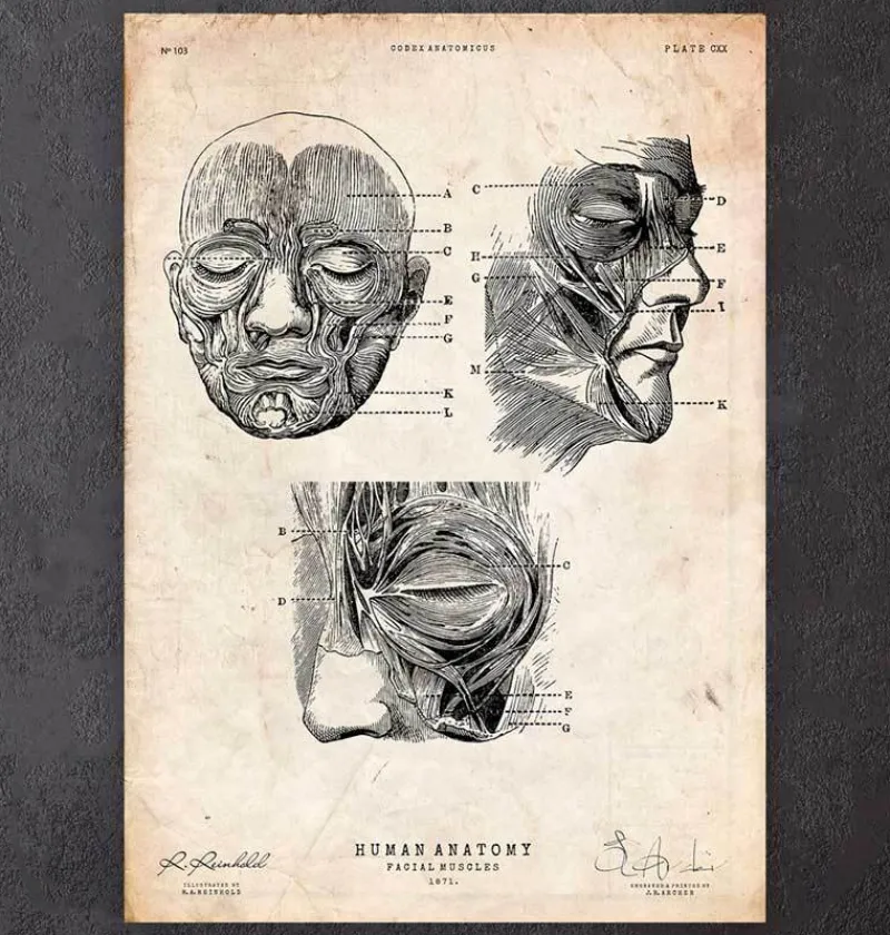 Codex Anatomicus Head & Face^Facial muscles anatomy print III