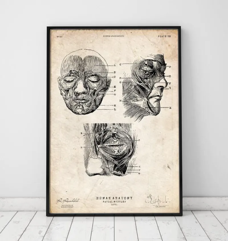 Codex Anatomicus Head & Face^Facial muscles anatomy print III