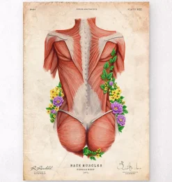 Codex Anatomicus Full Body Anatomy^Female back muscles - Floral - Vintage