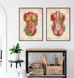 Codex Anatomicus Full Body Anatomy^Female back muscles - Floral - Vintage