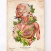 Codex Anatomicus Full Body Anatomy^Female body anatomy - Floral - Vintage