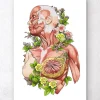 Codex Anatomicus Full Body Anatomy^Female body anatomy art - White
