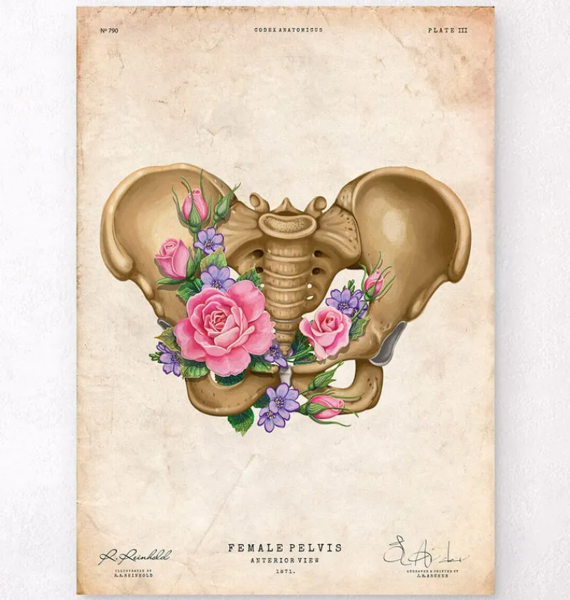 Codex Anatomicus Skull & Skeleton^Female pelvis anatomy - Floral - Vintage