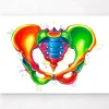 Codex Anatomicus Skull & Skeleton^Female pelvis anatomy - Watercolor splash
