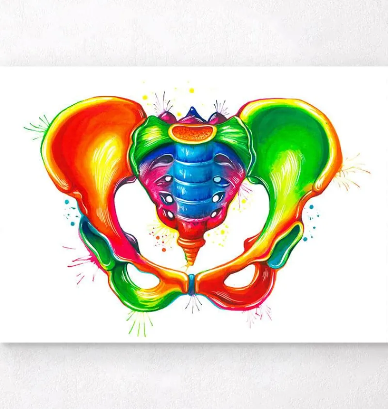 Codex Anatomicus Skull & Skeleton^Female pelvis anatomy - Watercolor splash
