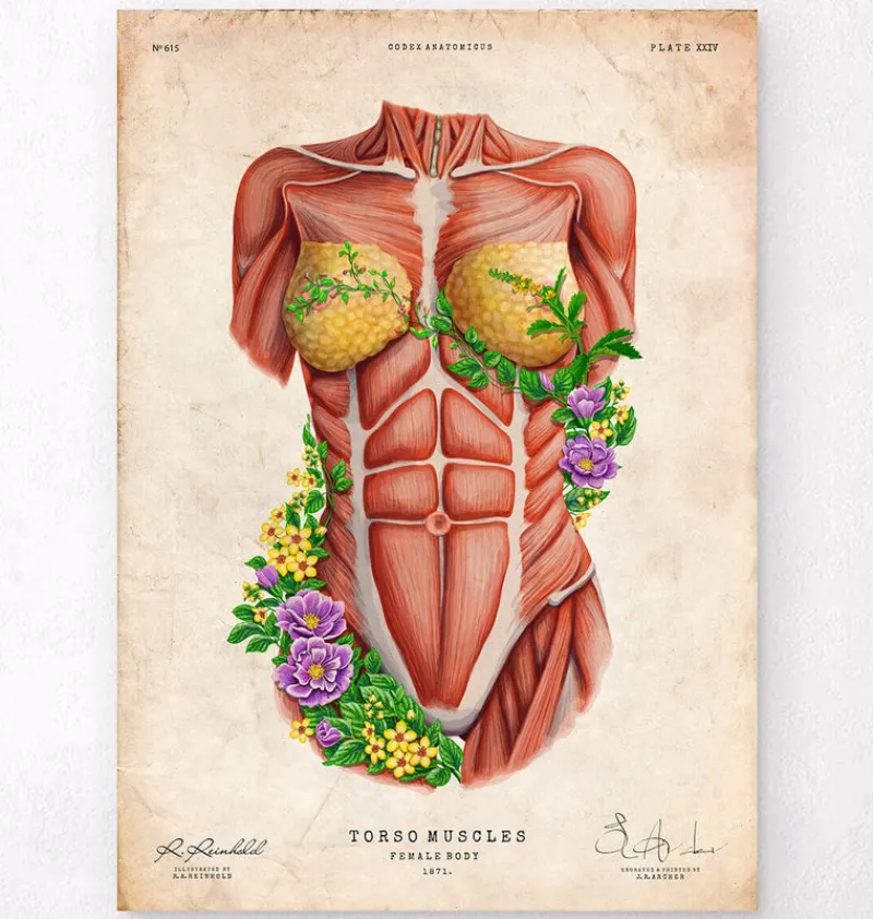 Codex Anatomicus Full Body Anatomy^Female torso muscles - Floral - Vintage