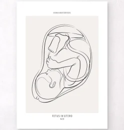 Codex Anatomicus Obstetrics & Gynecology^Fetus - Line Art
