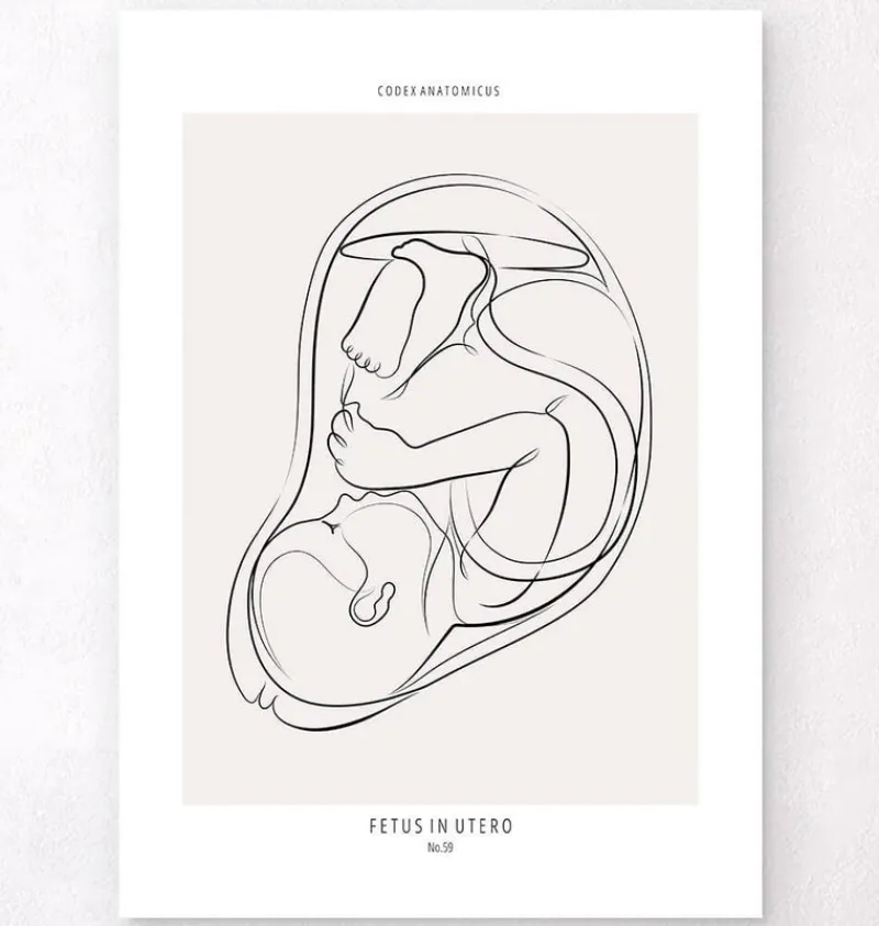 Codex Anatomicus Obstetrics & Gynecology^Fetus - Line Art