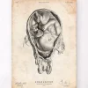 Codex Anatomicus Obstetrics & Gynecology^Fetus in a womb anatomy print