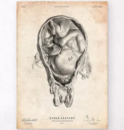 Codex Anatomicus Obstetrics & Gynecology^Fetus in a womb anatomy print