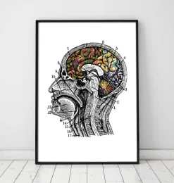 Codex Anatomicus Brain Anatomy^Floral brain art - White background