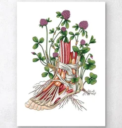 Codex Anatomicus Hands & Legs^Floral foot anatomy