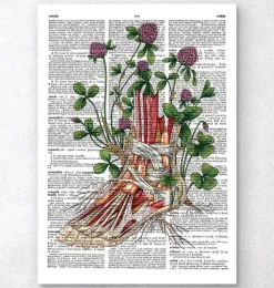 Codex Anatomicus Hands & Legs^Floral foot anatomy - Dictionary page
